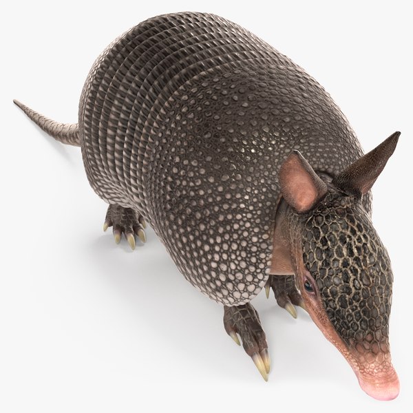 3D Armadillo in Walking Pose Black