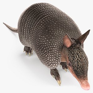 Armadillo in Walking Pose Black
