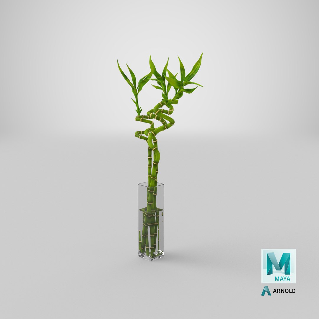 3D lucky bamboo bouquet https://p.turbosquid.com/ts-thumb/As/Dt6Fwl/7P/stemcell_maya_arnold_render/png/1646988215/1920x1080/fit_q87/495a93beb224d2f394170970ff8bd701c210dc0c/stemcell_maya_arnold_render.jpg
