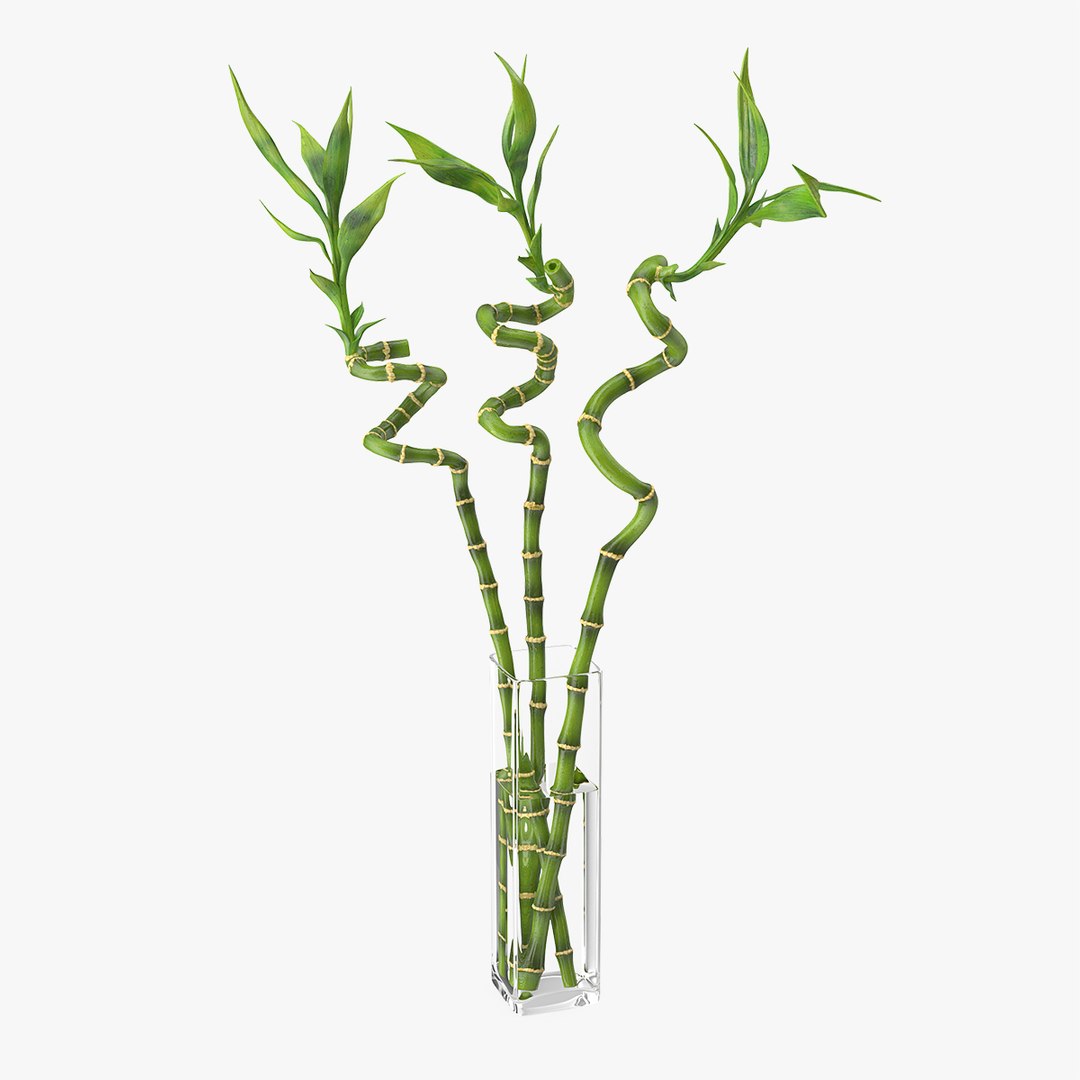 Lucky Bamboo Bouquet 3D model preview