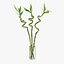 Lucky Bamboo Bouquet