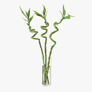 Lucky Bamboo Bouquet