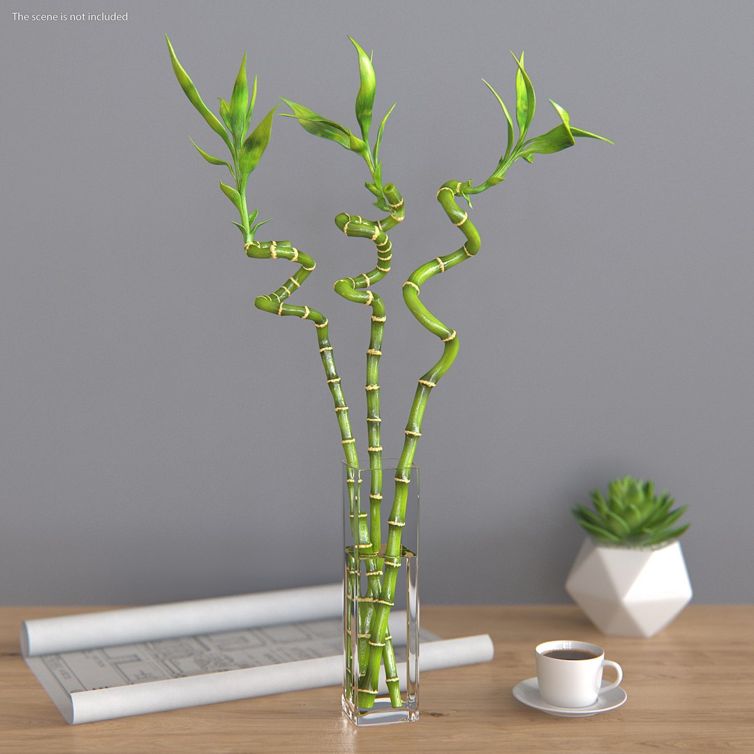 3D Lucky Bamboo Bouquet TurboSquid 1546223