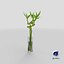Lucky Bamboo Bouquet