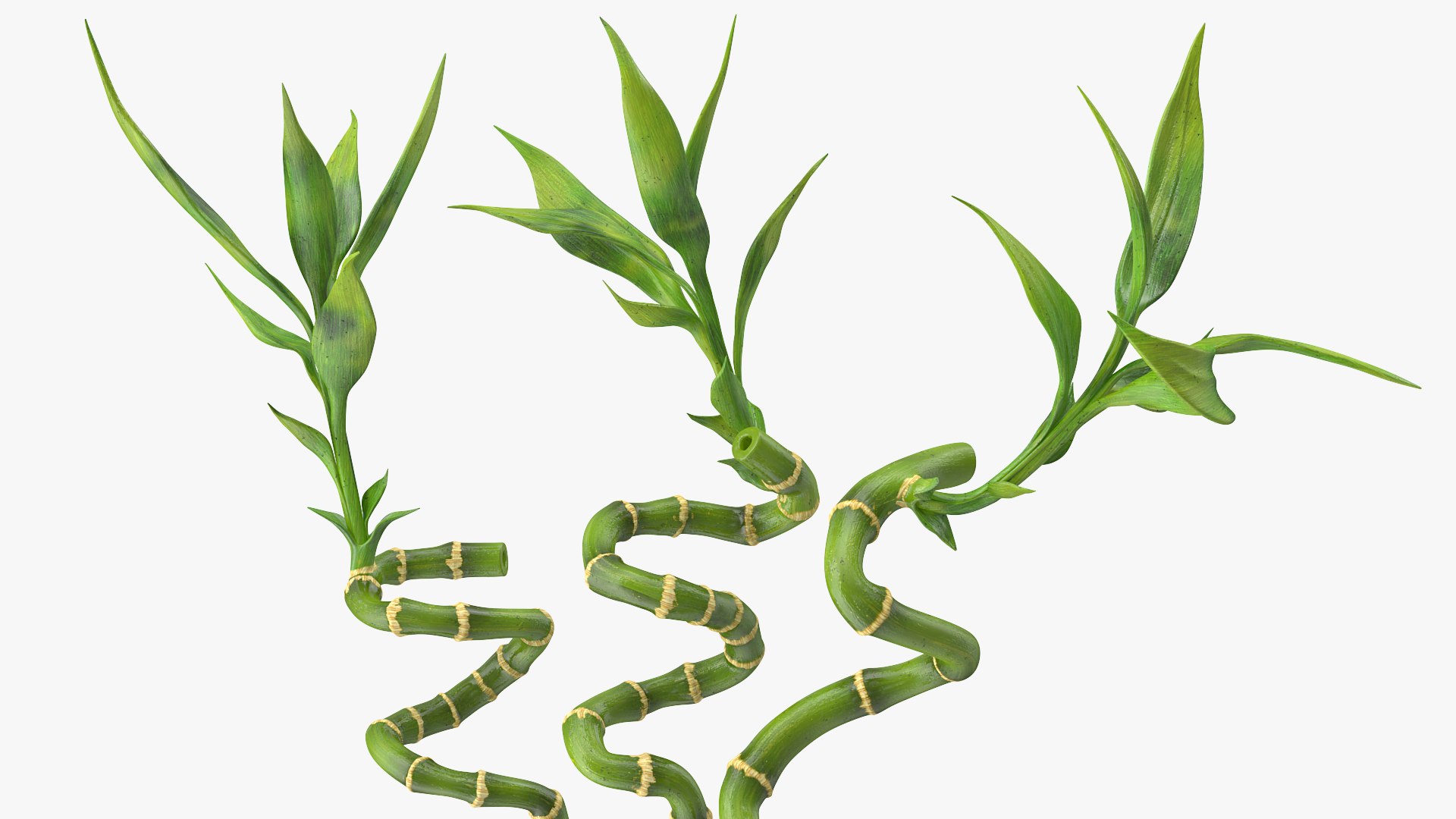 3D lucky bamboo bouquet https://p.turbosquid.com/ts-thumb/As/Dt6Fwl/Wy92Q6Dr/luckybamboobouquet3dsmodel006/jpg/1587510077/1920x1080/fit_q87/4faff377fd727be11e7ebe9e3673272975d3e4ab/luckybamboobouquet3dsmodel006.jpg