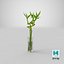 Lucky Bamboo Bouquet