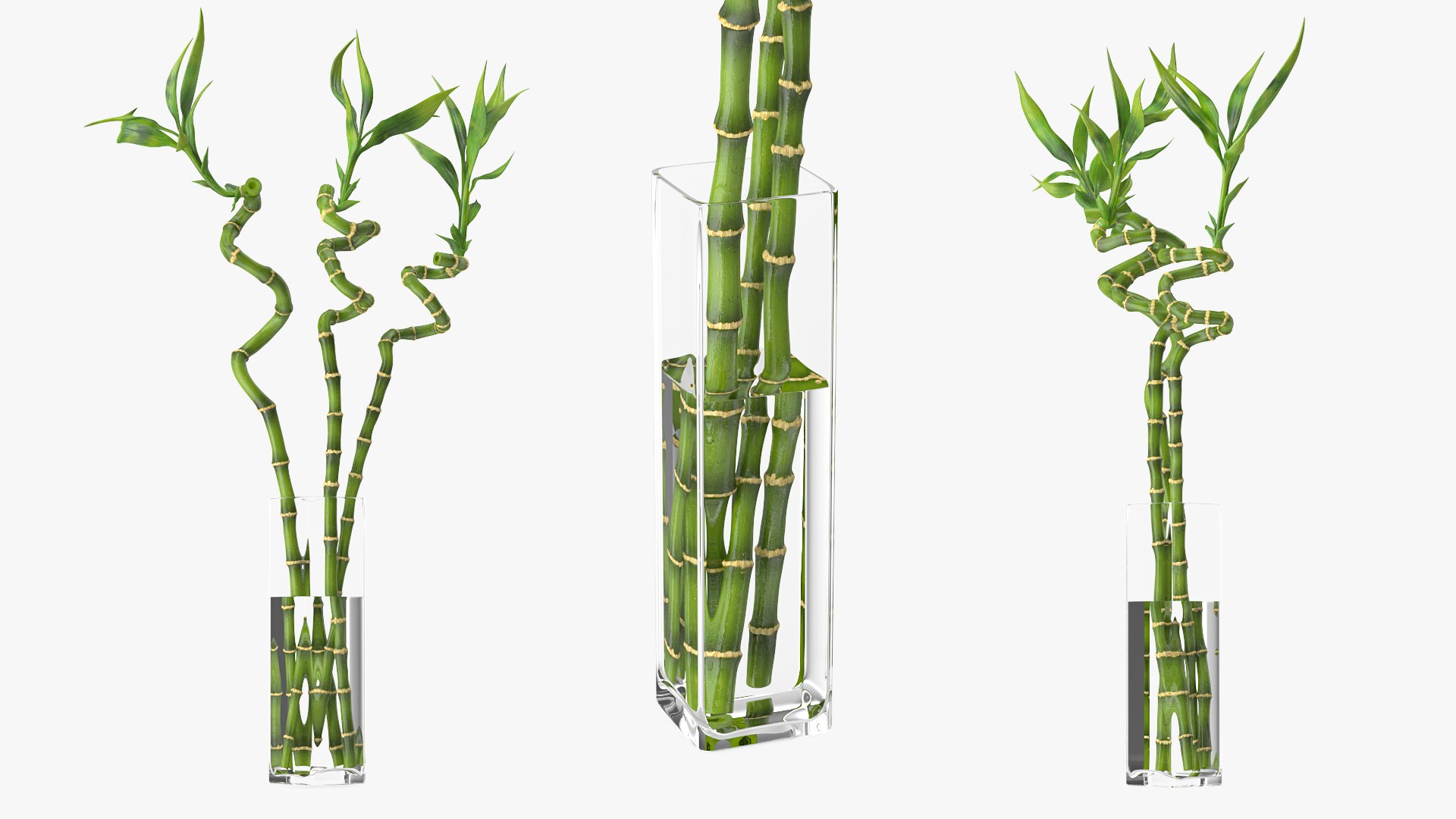 3D lucky bamboo bouquet https://p.turbosquid.com/ts-thumb/As/Dt6Fwl/f9gCUXWg/luckybamboobouquet3dsmodel003/jpg/1587510066/1920x1080/fit_q87/316945d99105825b2b9e37267dcb8dab4ff007ba/luckybamboobouquet3dsmodel003.jpg