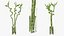 Lucky Bamboo Bouquet