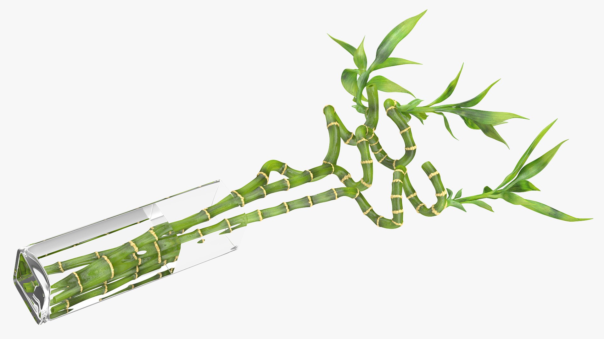 3D lucky bamboo bouquet https://p.turbosquid.com/ts-thumb/As/Dt6Fwl/nay7pIog/luckybamboobouquet3dsmodel005/jpg/1587510074/1920x1080/fit_q87/ae4992914897c21e7edd7a3d79a6159ad7f82bc5/luckybamboobouquet3dsmodel005.jpg