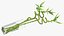 Lucky Bamboo Bouquet