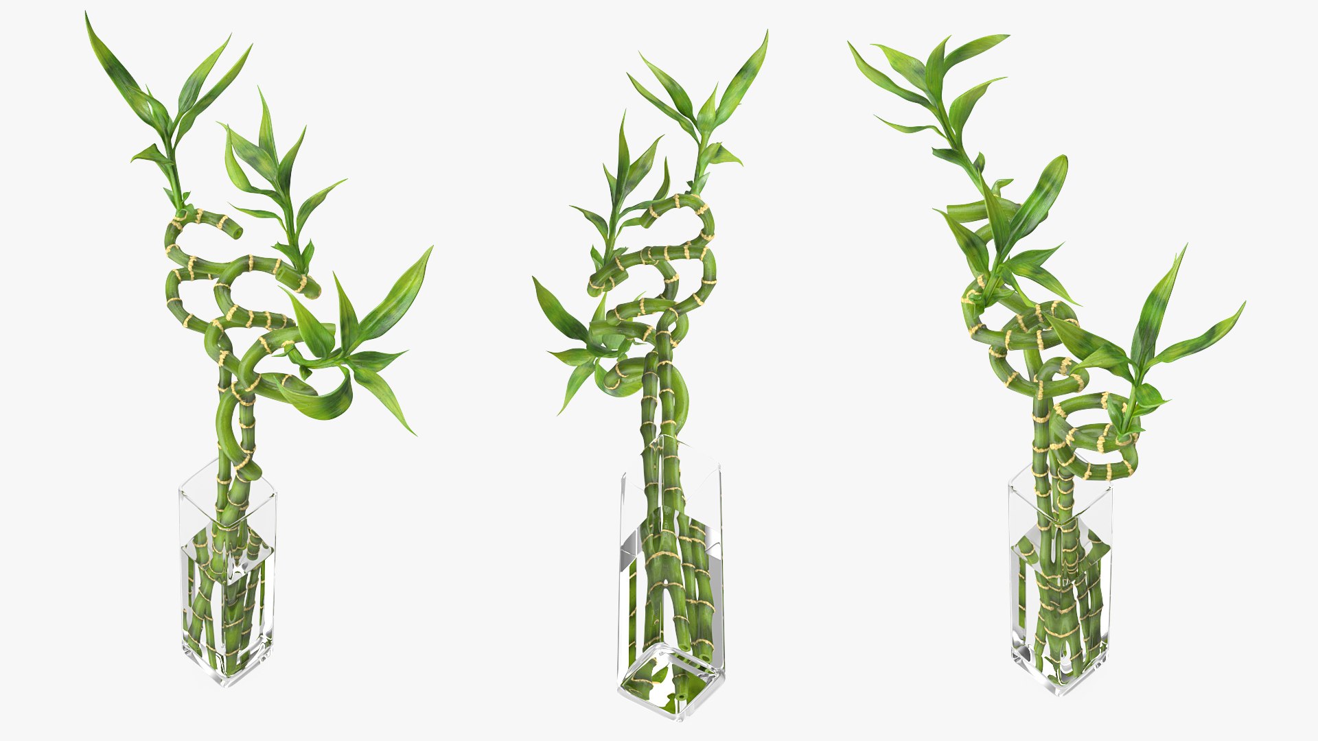 3D lucky bamboo bouquet https://p.turbosquid.com/ts-thumb/As/Dt6Fwl/ozHyzBrJ/luckybamboobouquet3dsmodel004/jpg/1587510070/1920x1080/fit_q87/e4a9f79836fa0f92448fd7d0a5e9c80fd6328d04/luckybamboobouquet3dsmodel004.jpg