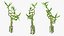 Lucky Bamboo Bouquet