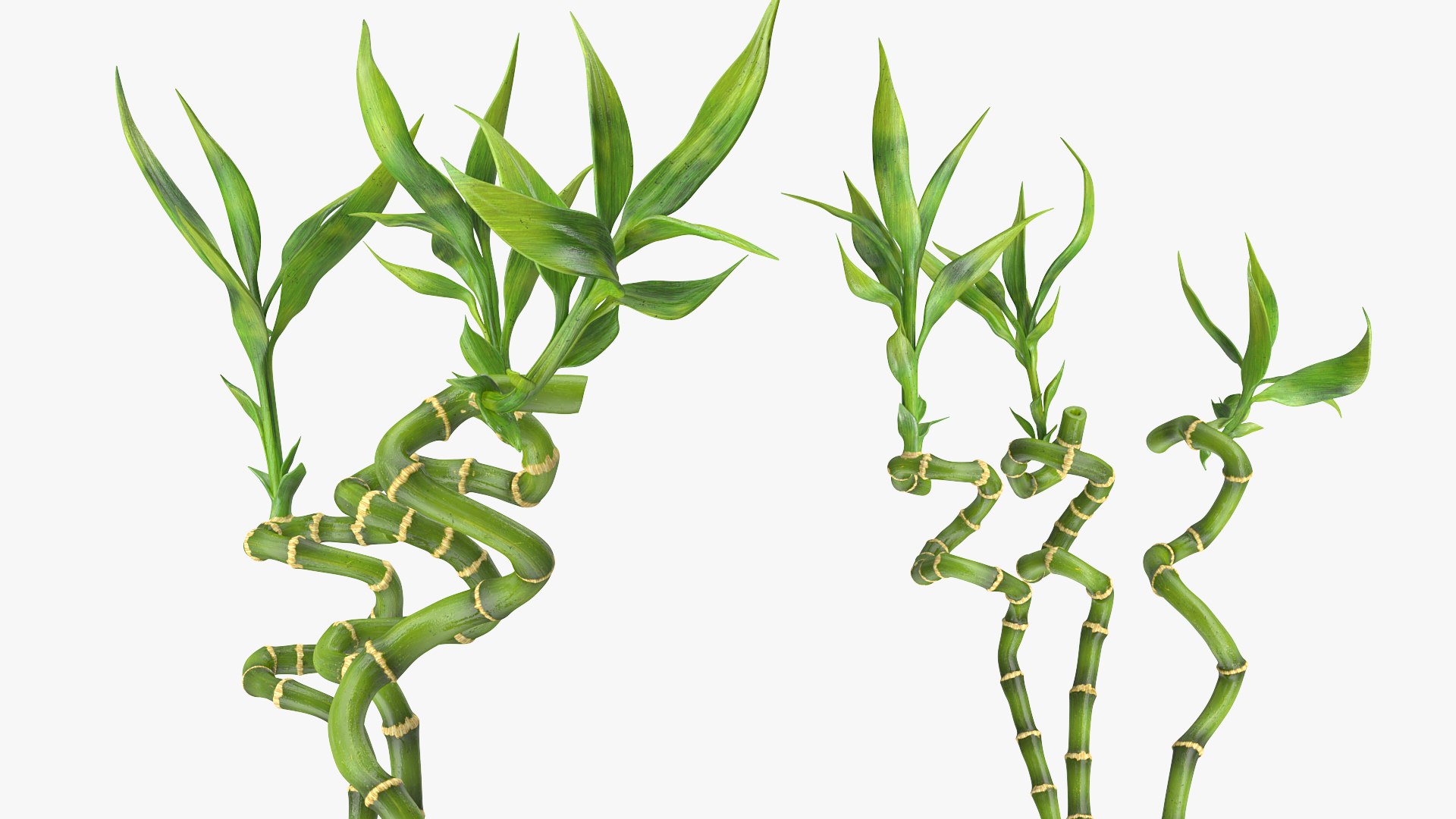 3D lucky bamboo bouquet https://p.turbosquid.com/ts-thumb/As/Dt6Fwl/uaztdnlF/luckybamboobouquet3dsmodel007/jpg/1587510080/1920x1080/fit_q87/4249d9946195607ce253fb7599a71ed87a730085/luckybamboobouquet3dsmodel007.jpg