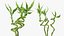 Lucky Bamboo Bouquet