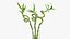 Lucky Bamboo Bouquet
