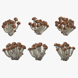 Beech Mushroom Low Poly 3D model