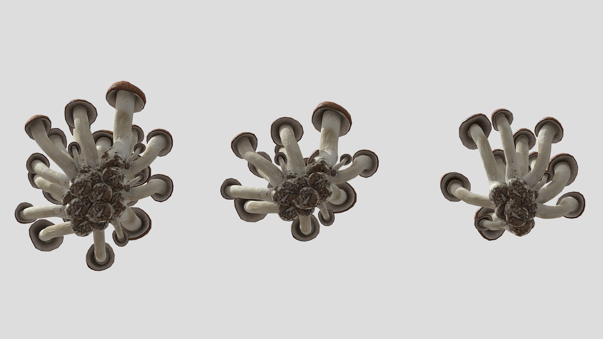 Beech Mushroom Low Poly 3D model https://p.turbosquid.com/ts-thumb/As/OlXHSY/C2/beechmushroomlowpoly010/jpg/1733114998/1920x1080/fit_q87/5fa32c193db86c5045a17c2b86afbb3e4b00039f/beechmushroomlowpoly010.jpg