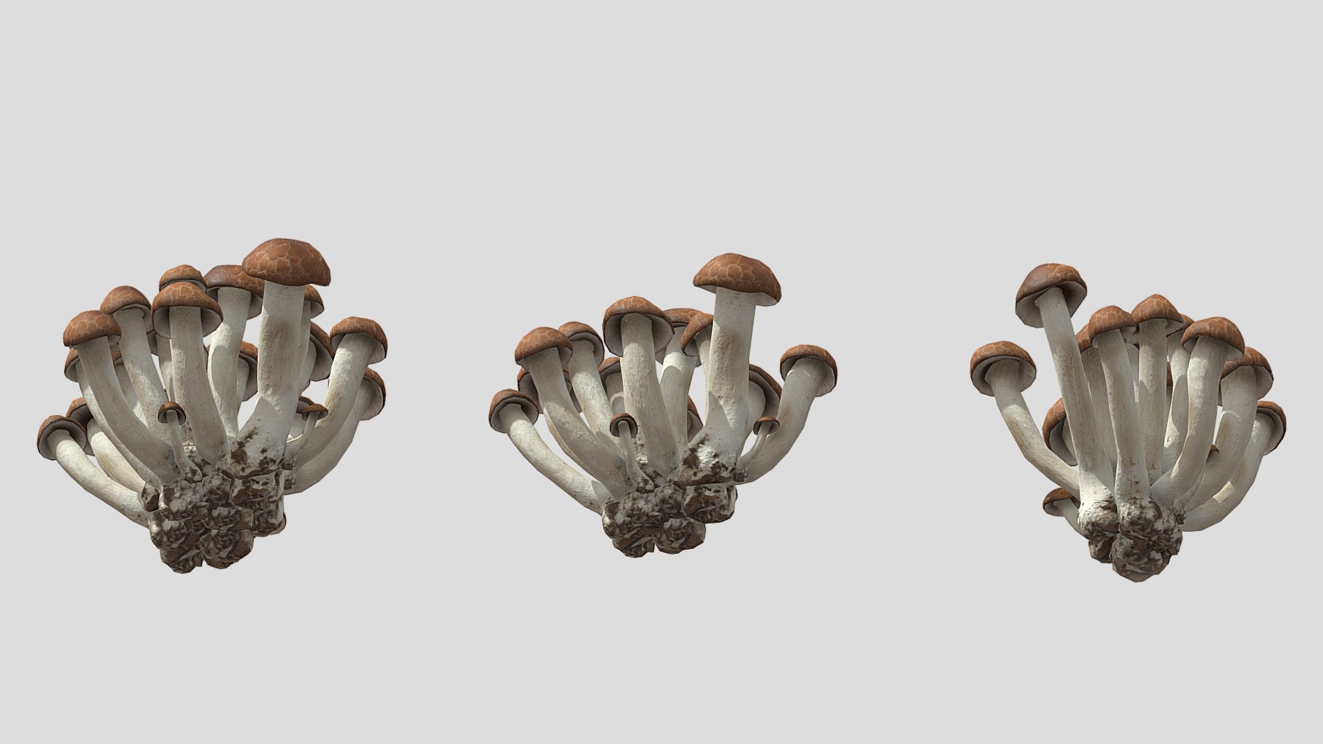 Beech Mushroom Low Poly 3D model https://p.turbosquid.com/ts-thumb/As/OlXHSY/HY/beechmushroomlowpoly009/jpg/1733114996/1920x1080/fit_q87/c4a800ca7bf870122005d254596f3338d3143355/beechmushroomlowpoly009.jpg