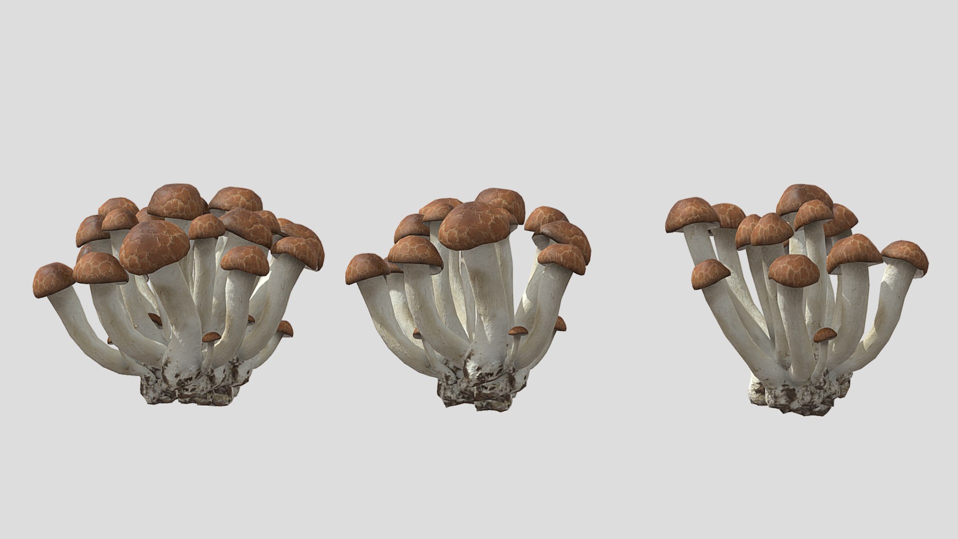 Beech Mushroom Low Poly 3D model https://p.turbosquid.com/ts-thumb/As/OlXHSY/N6/beechmushroomlowpoly008/jpg/1733114996/1920x1080/fit_q87/f0c4e47d291de88ad72e9b22f8e308a442aab708/beechmushroomlowpoly008.jpg