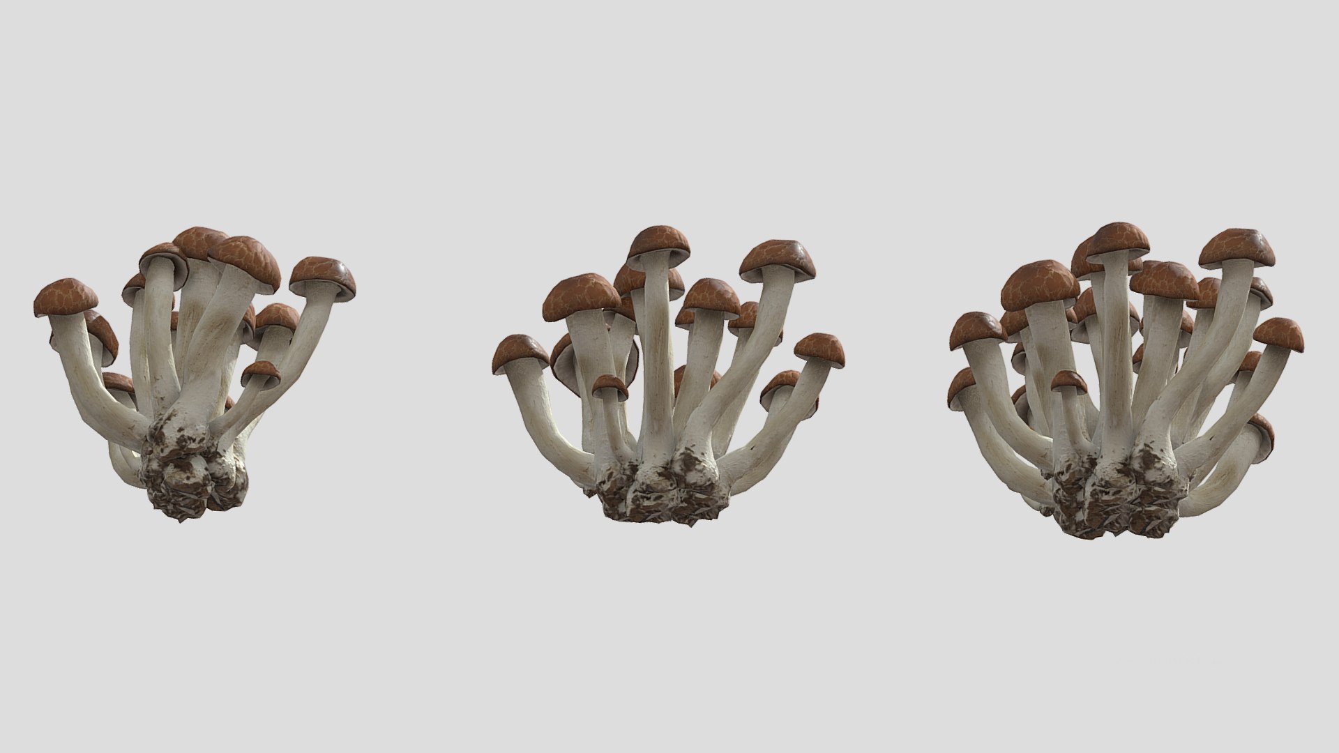 Beech Mushroom Low Poly 3D model https://p.turbosquid.com/ts-thumb/As/OlXHSY/hX/beechmushroomlowpoly007/jpg/1733114995/1920x1080/fit_q87/2d7a08e170a31eb62bfb6d297b46a23d417ff877/beechmushroomlowpoly007.jpg