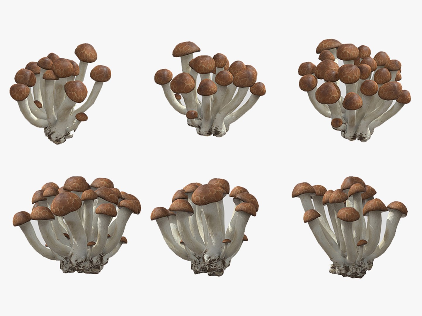 Beech Mushroom Low Poly 3D model https://p.turbosquid.com/ts-thumb/As/OlXHSY/sj/1200x900/jpg/1733114990/1920x1080/fit_q87/3e27f6e912133b2596bbecbde92e2b7038587cd7/1200x900.jpg