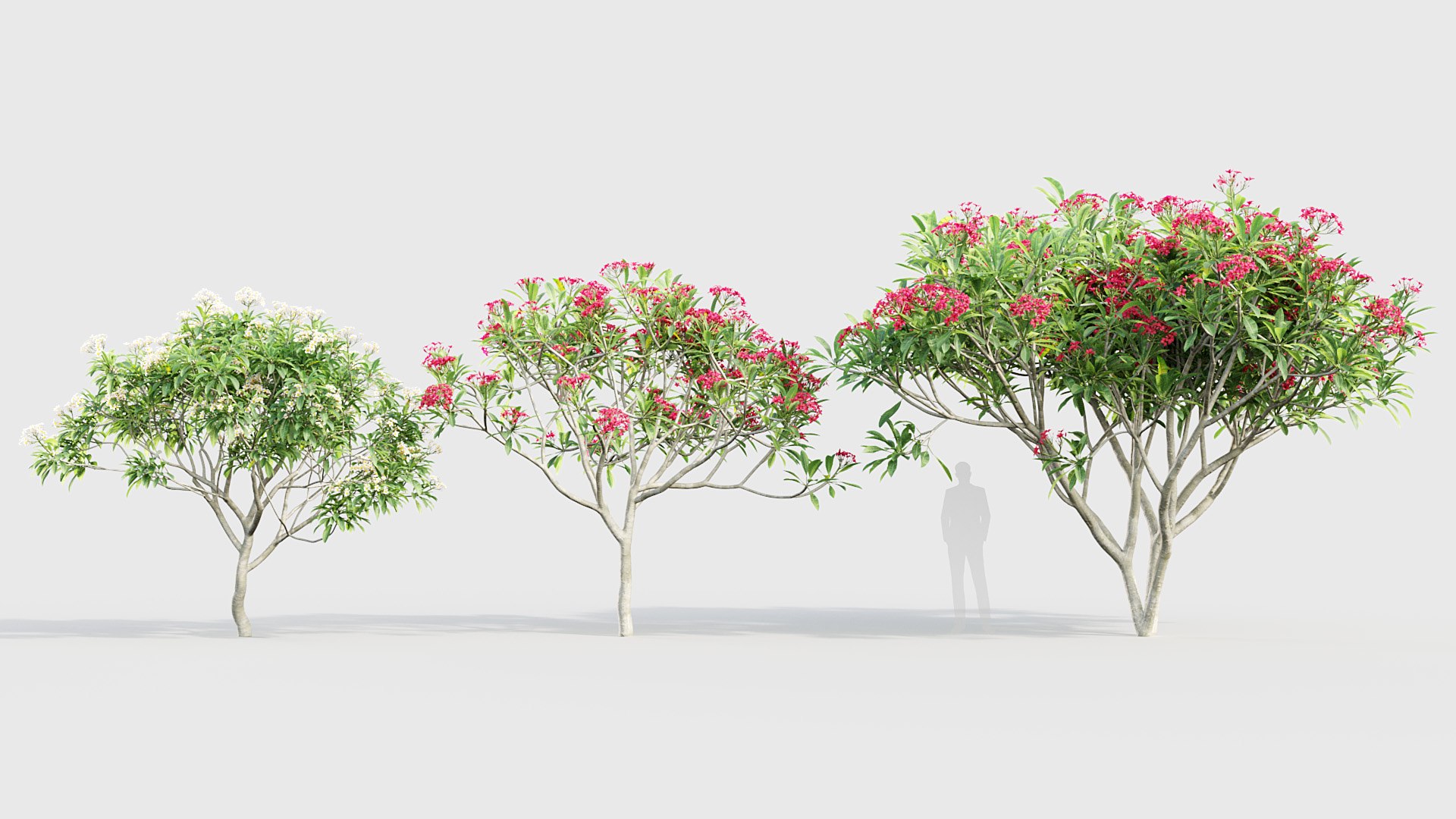 3D Plumeria rubra - Frangipani 02 3D model model https://p.turbosquid.com/ts-thumb/As/UplKfw/Oy/bc_pm_p018_plumeria_rubra_03/jpg/1784791899/1920x1080/fit_q87/e9896304a7b0bdf09ec2ecbdbdeffc6d6e6d4d2f/bc_pm_p018_plumeria_rubra_03.jpg