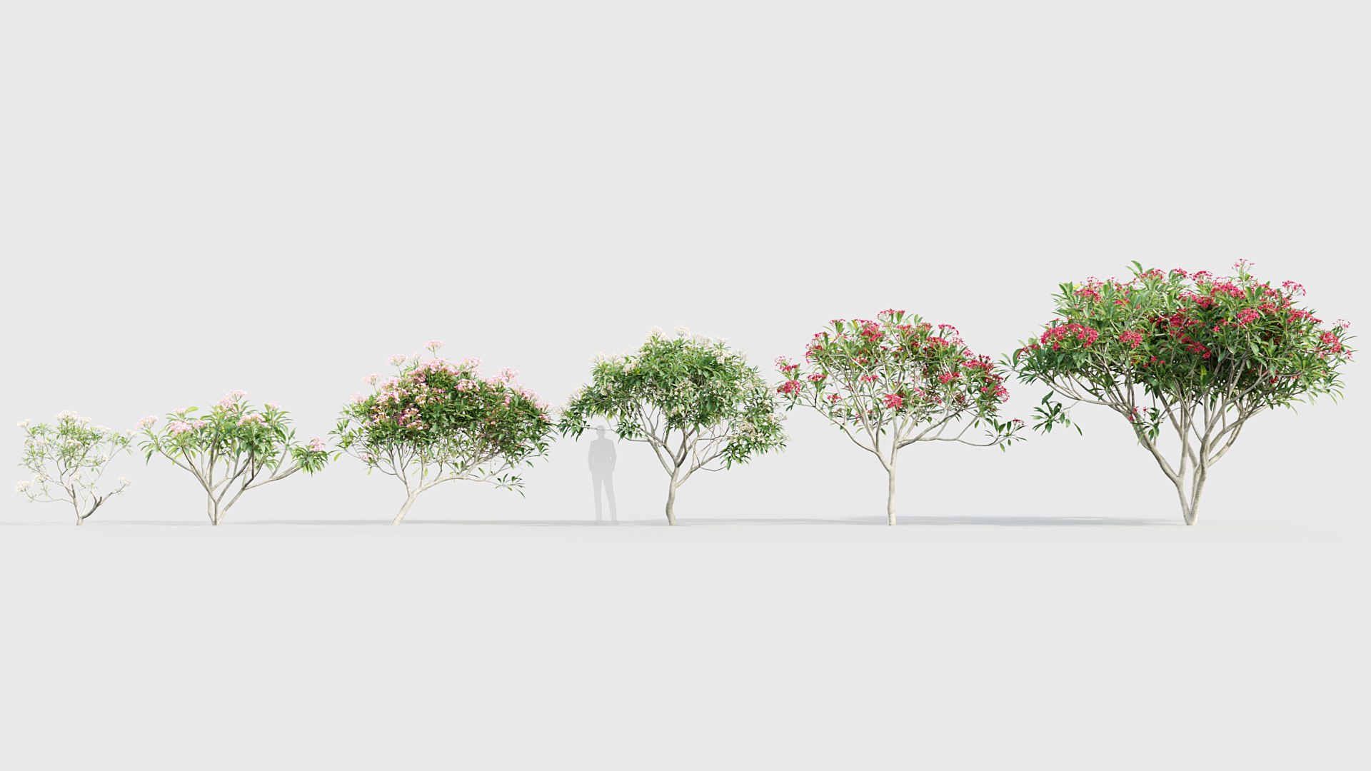 3D Plumeria rubra - Frangipani 02 3D model model https://p.turbosquid.com/ts-thumb/As/UplKfw/RD/bc_pm_p018_plumeria_rubra_01/jpg/1784791888/1920x1080/fit_q87/4e93c4c9d30c83d0f056948063d23e1d09979174/bc_pm_p018_plumeria_rubra_01.jpg