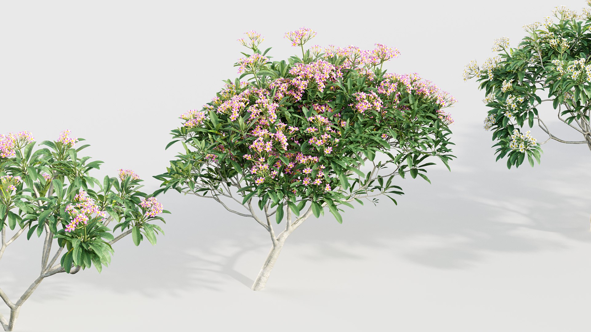 3D Plumeria rubra - Frangipani 02 3D model model https://p.turbosquid.com/ts-thumb/As/UplKfw/XM/bc_pm_p018_plumeria_rubra_06/jpg/1784791914/1920x1080/fit_q87/7a3e491fd6df3e476f2c77cbf822f74ee940ac74/bc_pm_p018_plumeria_rubra_06.jpg