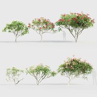 Plumeria rubra - Frangipani 02 3D model