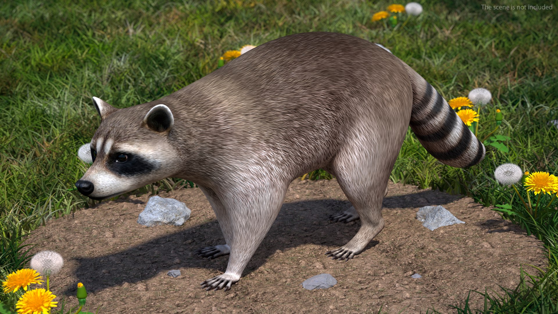 Raccoon Rigged 3D Model - TurboSquid 1872818
