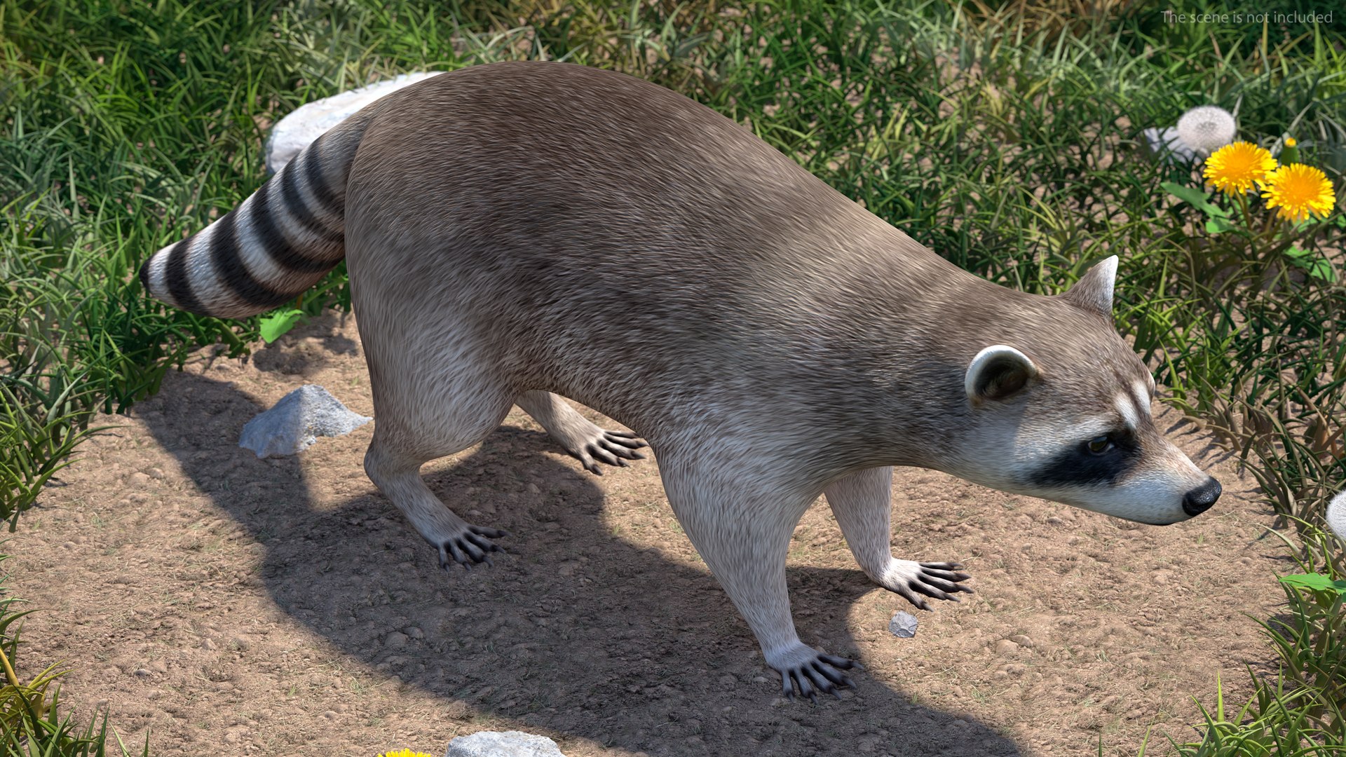 Raccoon Rigged 3D Model - TurboSquid 1872818
