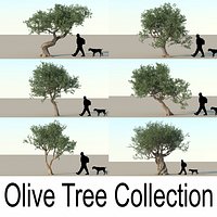 Olive Tree Collection