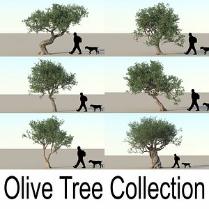olive tree max