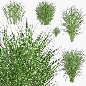 Miscanthus Sinensis Zebrinus cinese grass