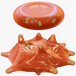 Blood Cell Transformation to Echinocyte