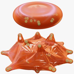 Blood Cell Transformation to Echinocyte