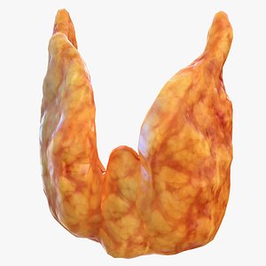 human thyroid 3D model