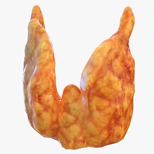 Human Thyroid