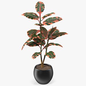rubber tree ruby pot plants model
