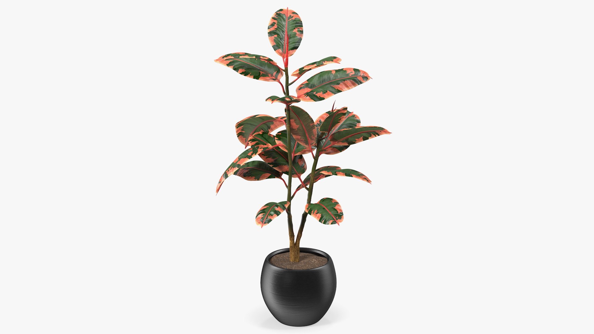 Rubber Tree Ruby in Pot 3D model preview