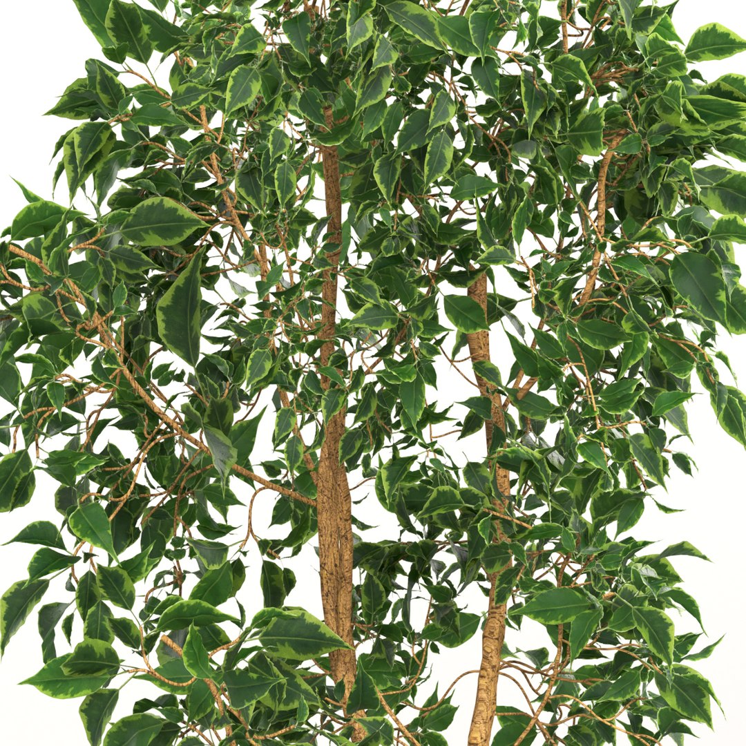 ficus indoor bush model https://p.turbosquid.com/ts-thumb/At/Mtp49F/9wVRgZtP/preview2/jpg/1578645528/1920x1080/fit_q87/c1b5bb694b07f734a14585459861343a46819630/preview2.jpg