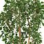 Ficus