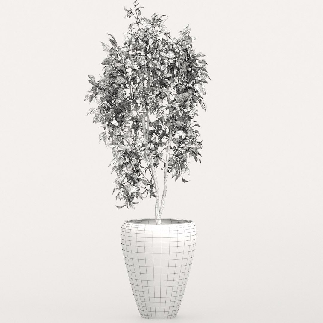 ficus indoor bush model https://p.turbosquid.com/ts-thumb/At/Mtp49F/AfVJ1shR/preview4/jpg/1578645528/1920x1080/fit_q87/2f6fe54c70f434debfcbb2826f5c8720b0038647/preview4.jpg