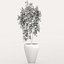Ficus