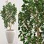 Ficus