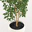 Ficus