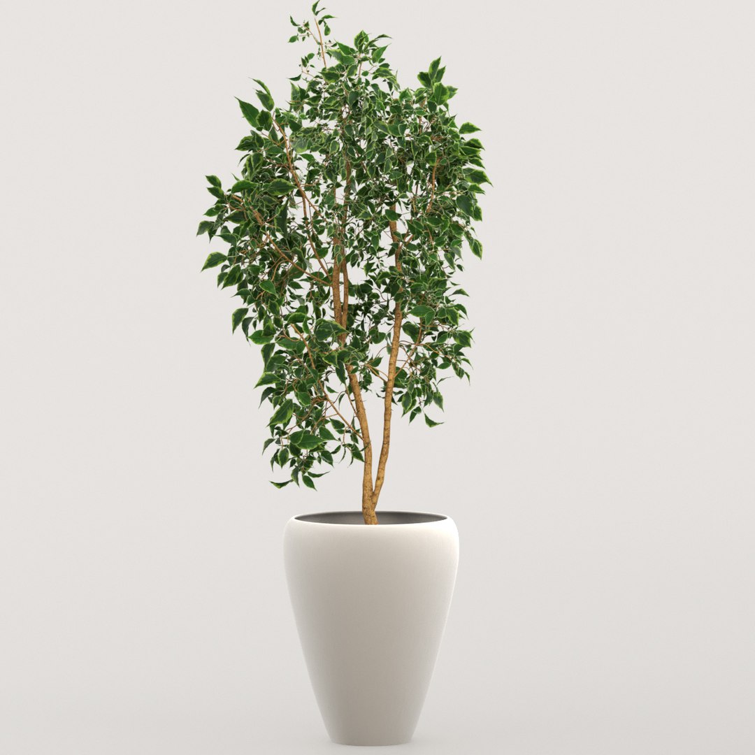 ficus indoor bush model https://p.turbosquid.com/ts-thumb/At/Mtp49F/z8CsCO6S/preview1/jpg/1578645528/1920x1080/fit_q87/81ed397ff35d236dd60df7f1c368ef4e191276e9/preview1.jpg
