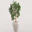 Ficus
