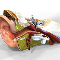 Human Ear Anatomy