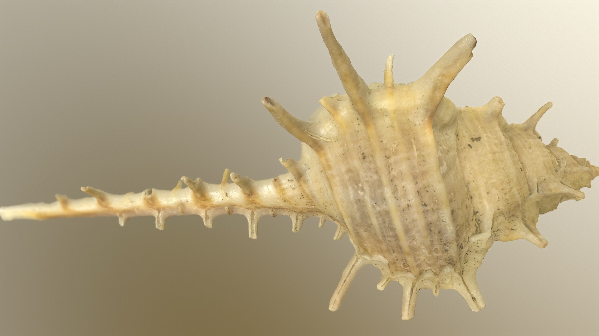 Murex Shell 3D - TurboSquid 1167345
